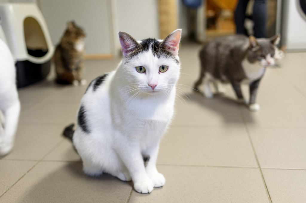 What is common care for cats?