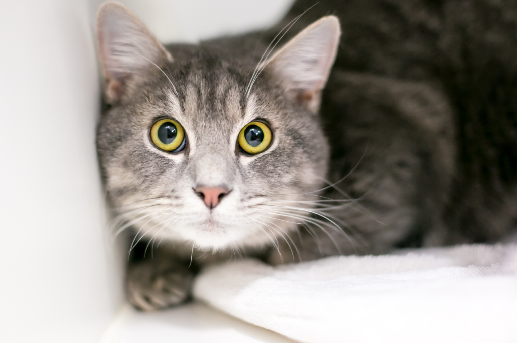 cat anxiety treatment