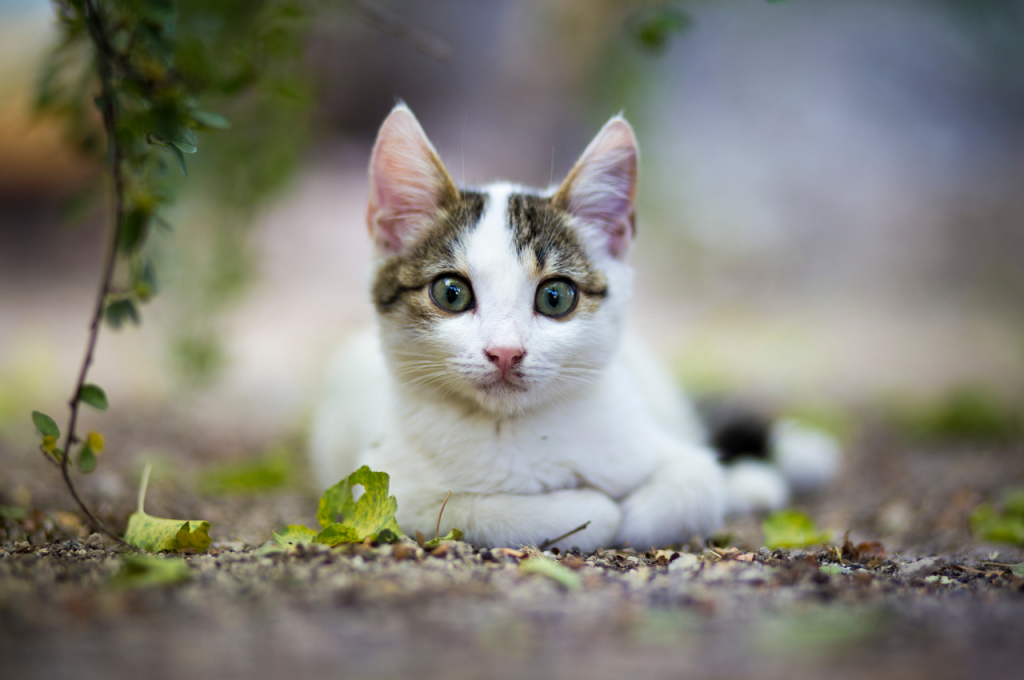frightened cat body language