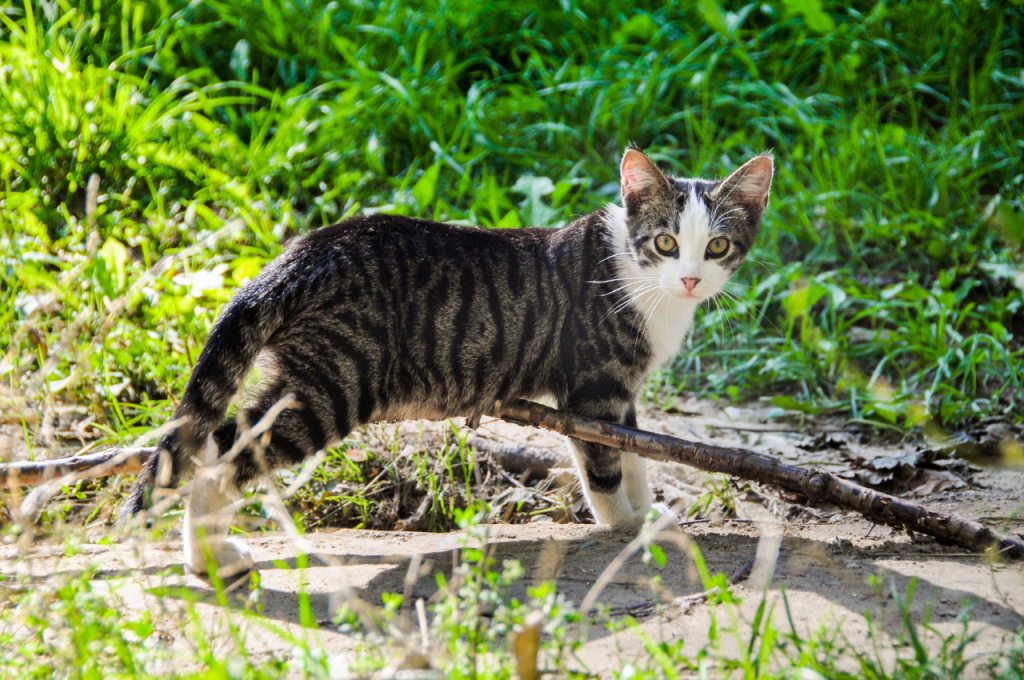 How to treat separation anxiety in cats