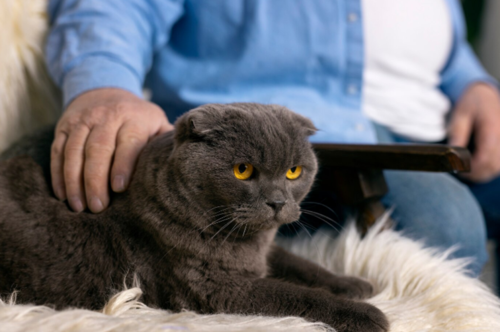 What are the symptoms of FIP in cats?