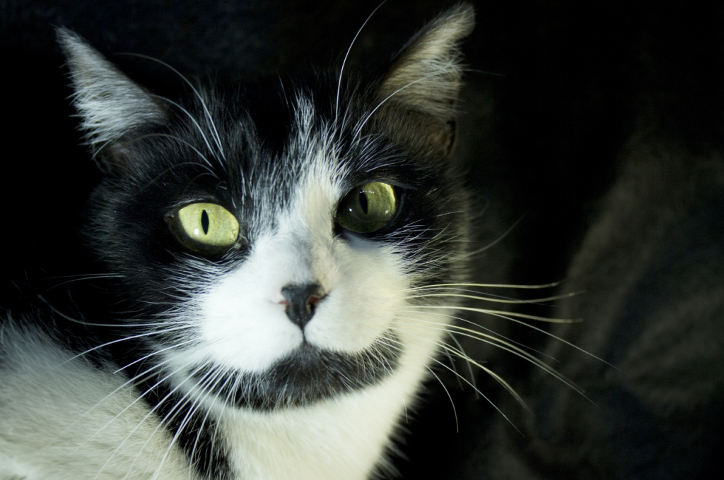 What are some symptoms of feline leukemia?