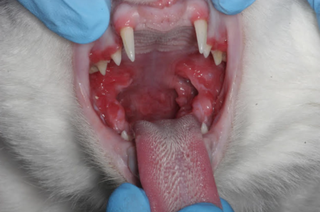 What is stomatitis in cats?