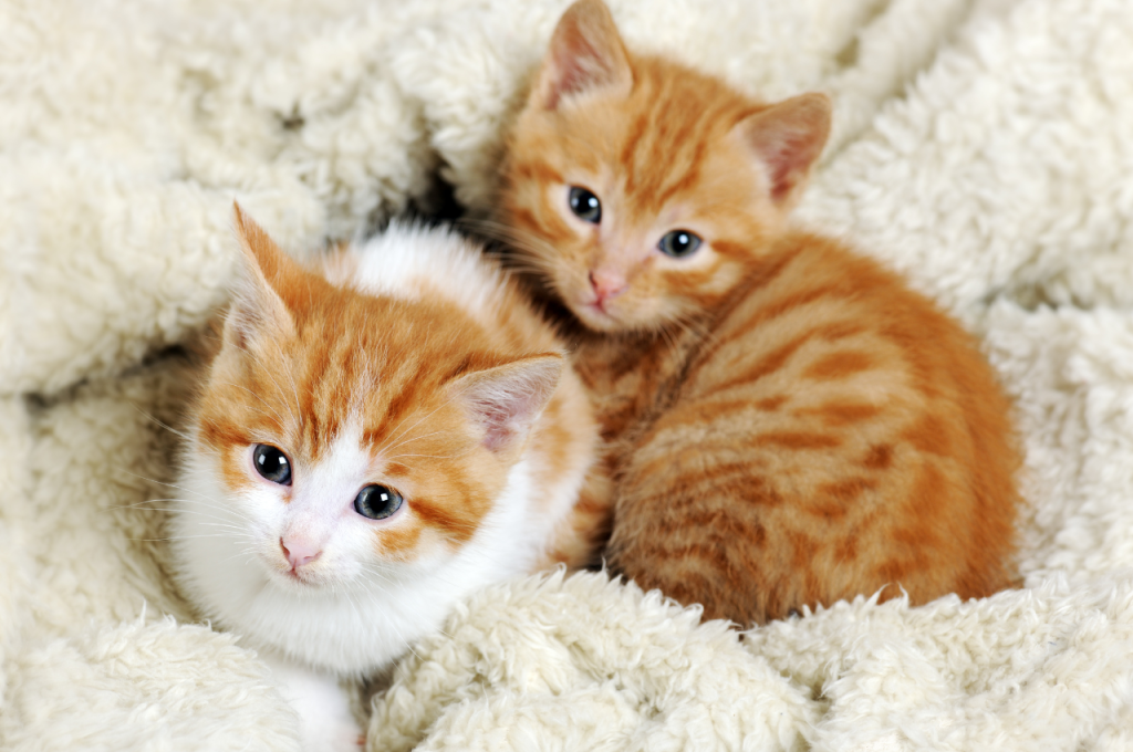 How to kitten proof a bedroom?