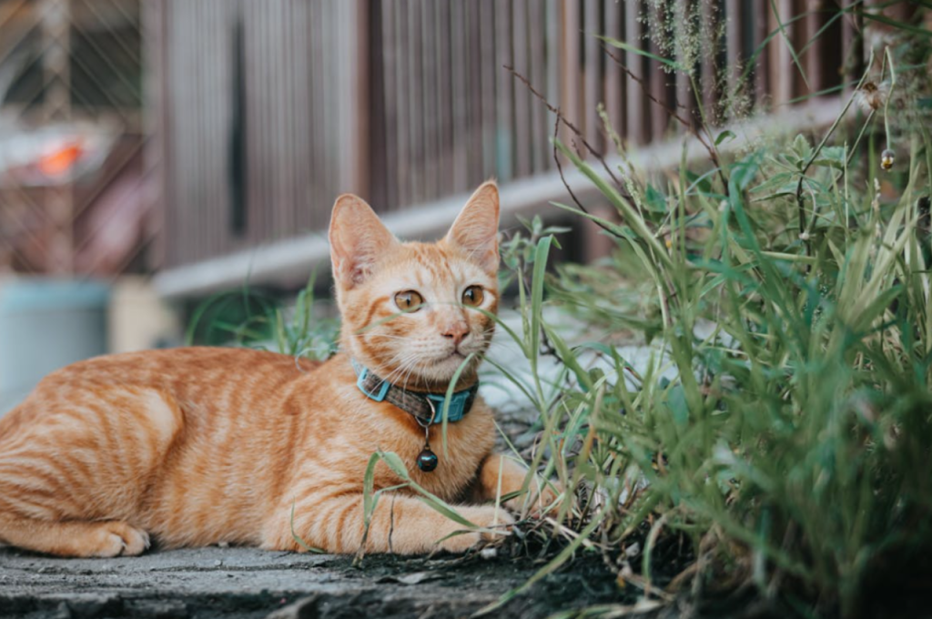how to make a cat with kidney failure comfortable