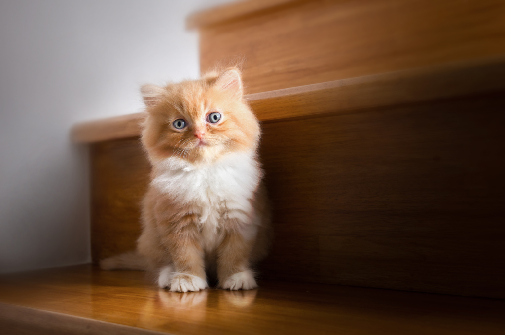 how to kitten proof stairs