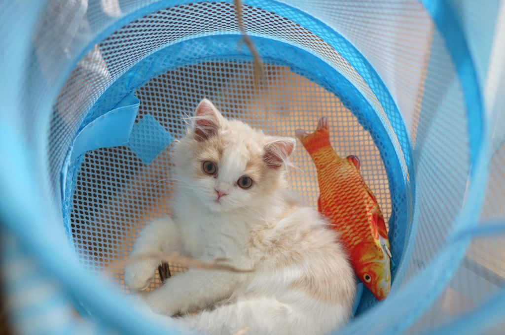 How do I know if my kitten is ok after a fall?