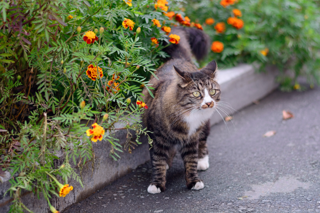 What are 5 interesting facts about cats?