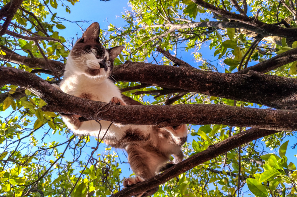 What are 30 facts about cats?