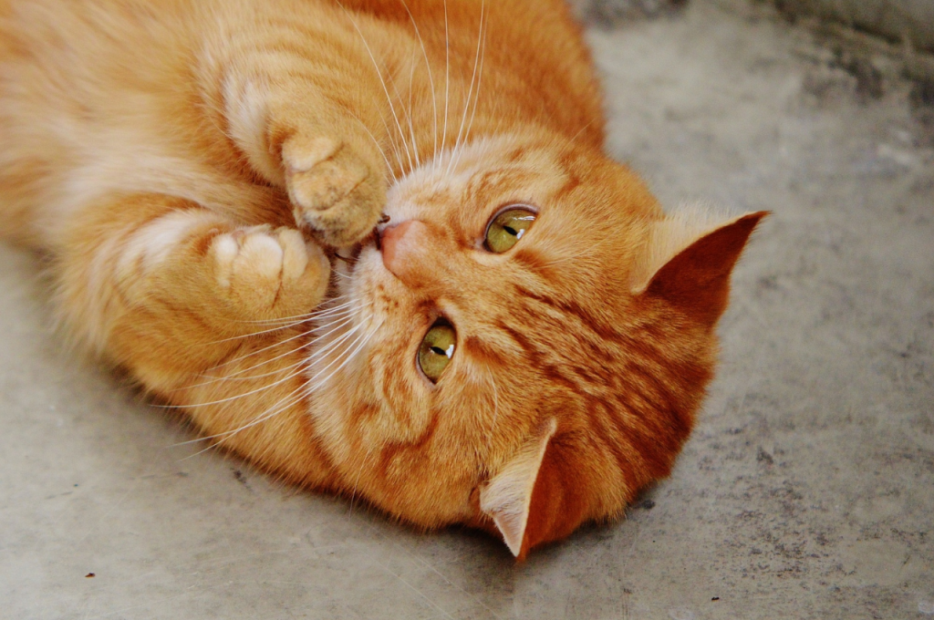 What is a normal behavior pattern in cats?