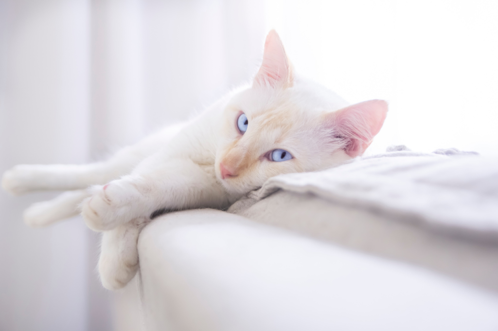 What are stereotypical behaviors in cats?
