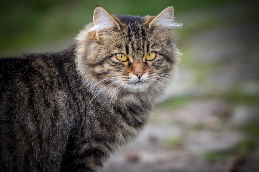 How do cats see humans?