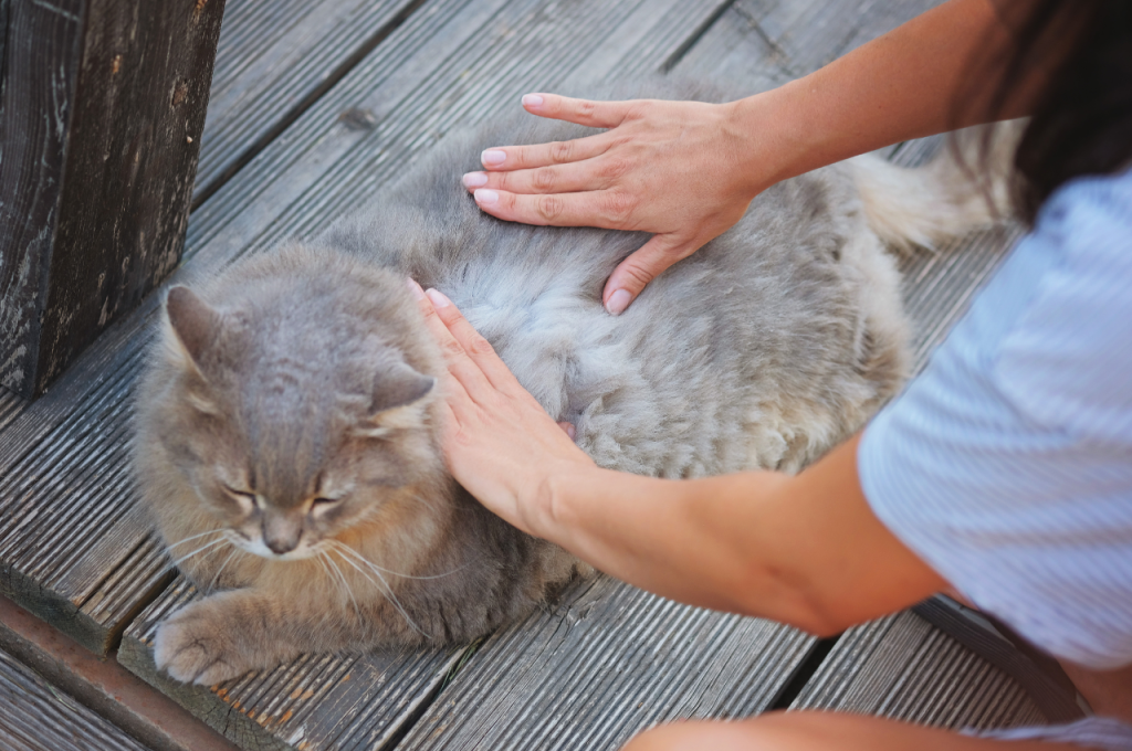 How to sedate a cat naturally?