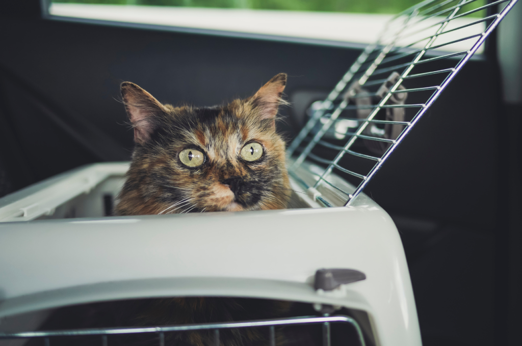 how to make your cat comfortable when moving