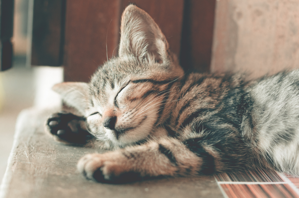 Why do cats refuse to sleep?