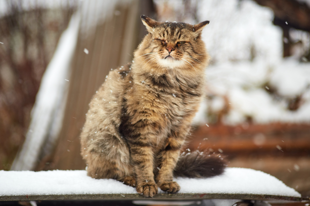 how to comfort cat during storm