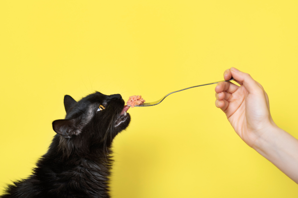 home remedies for sick cats not eating
