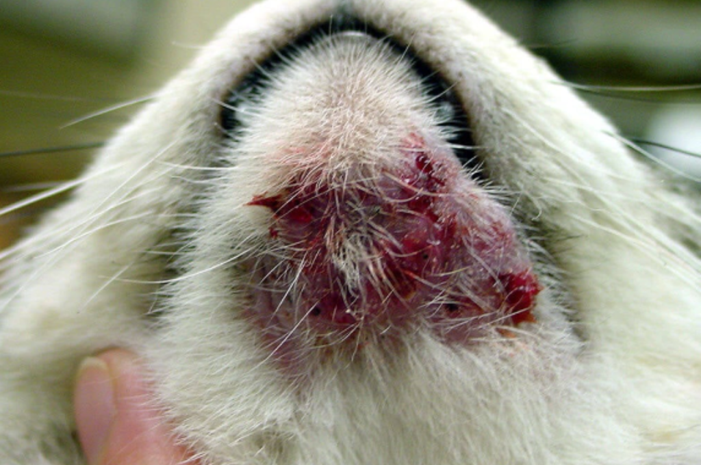 How to treat a cyst on a cat at home?