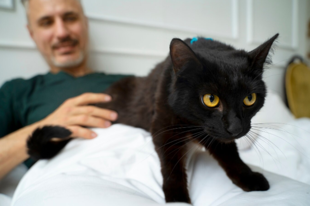 traumatized cat symptoms