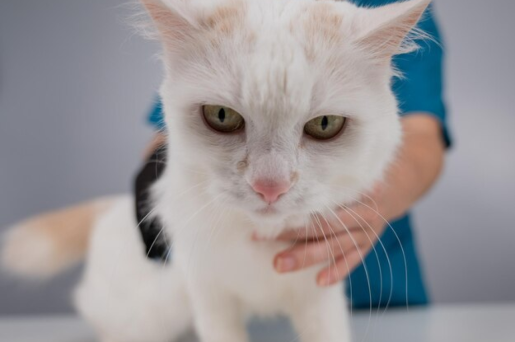 How do you tell if a cat is traumatized?