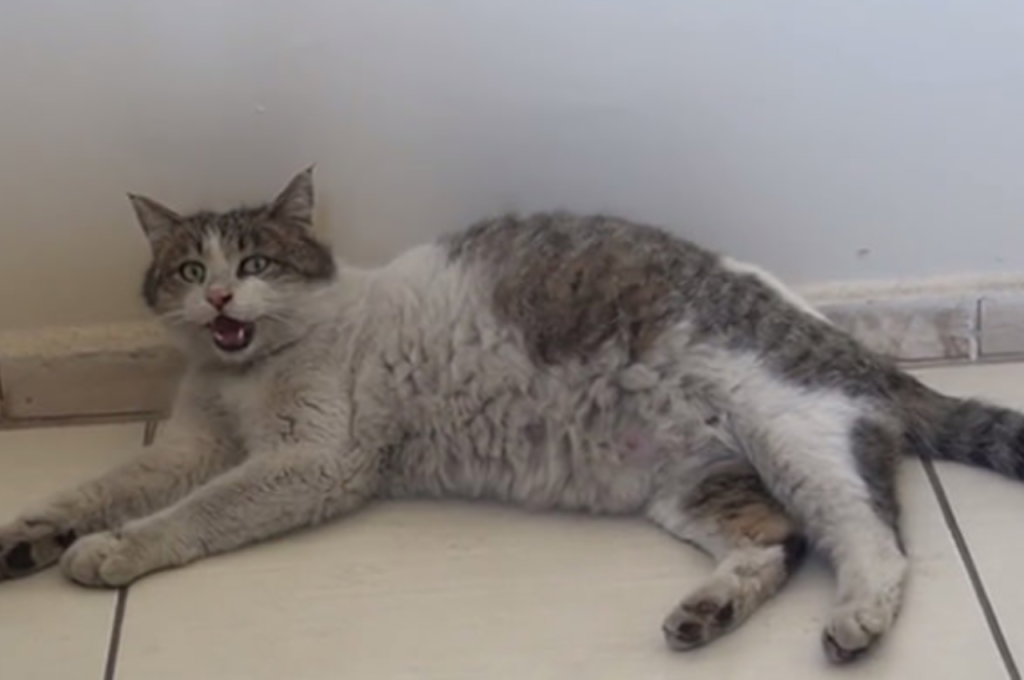 how to comfort cat in labor