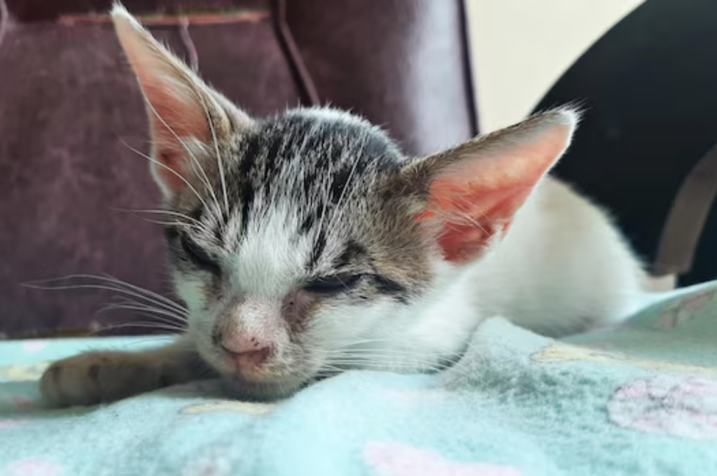 things to consider before getting a cat