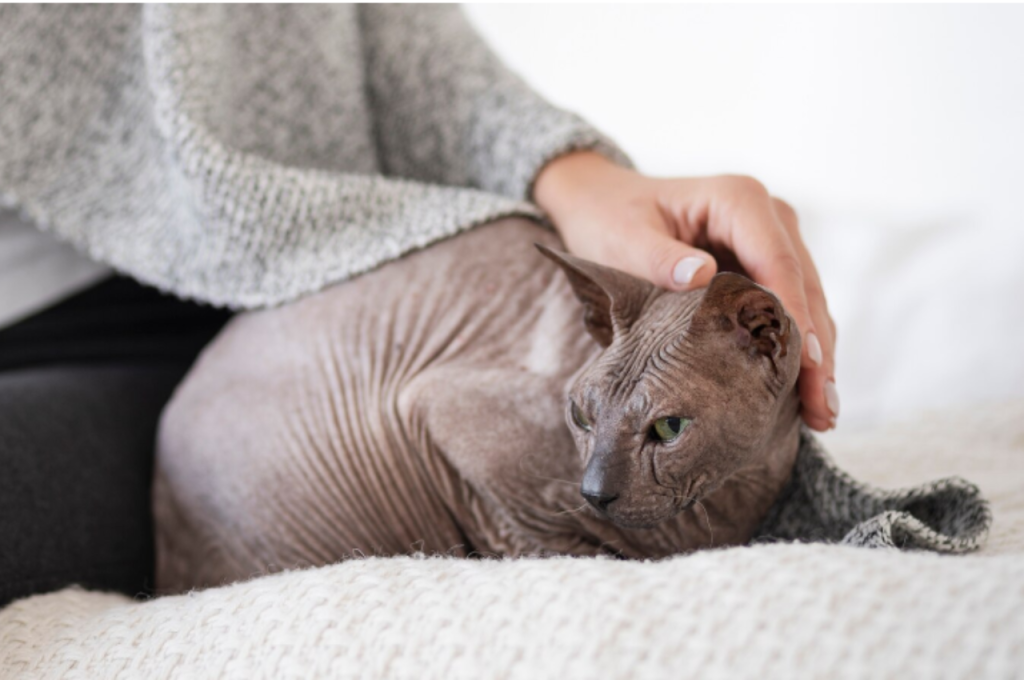 how to comfort cat in pain