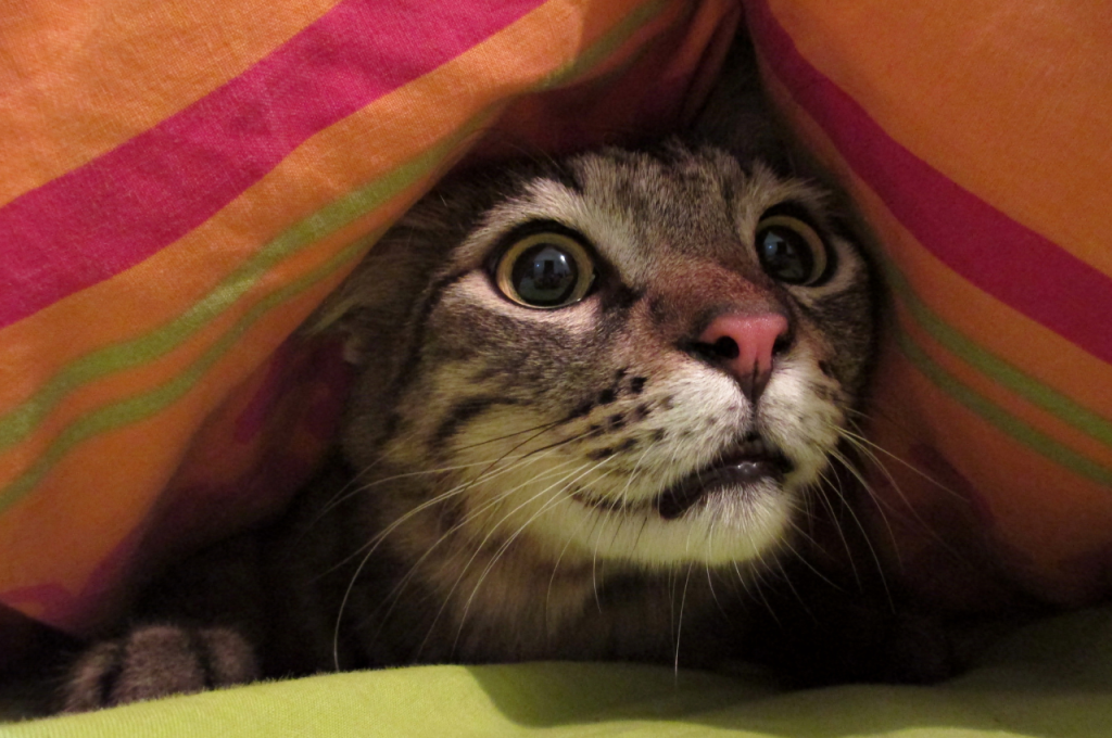 how to comfort scared cat