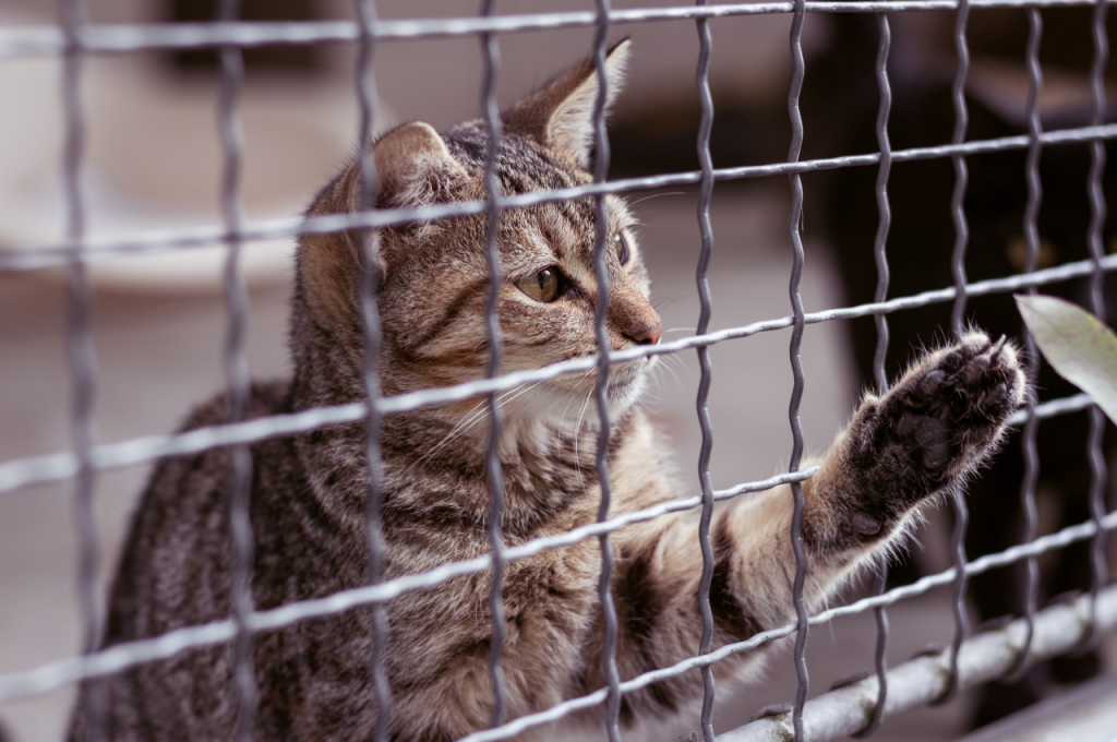 how to make a cat comfortable in a cage
