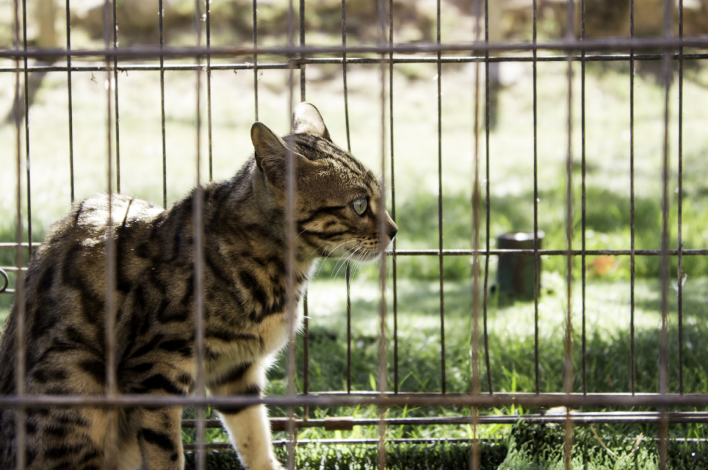 How to keep a caged cat happy?