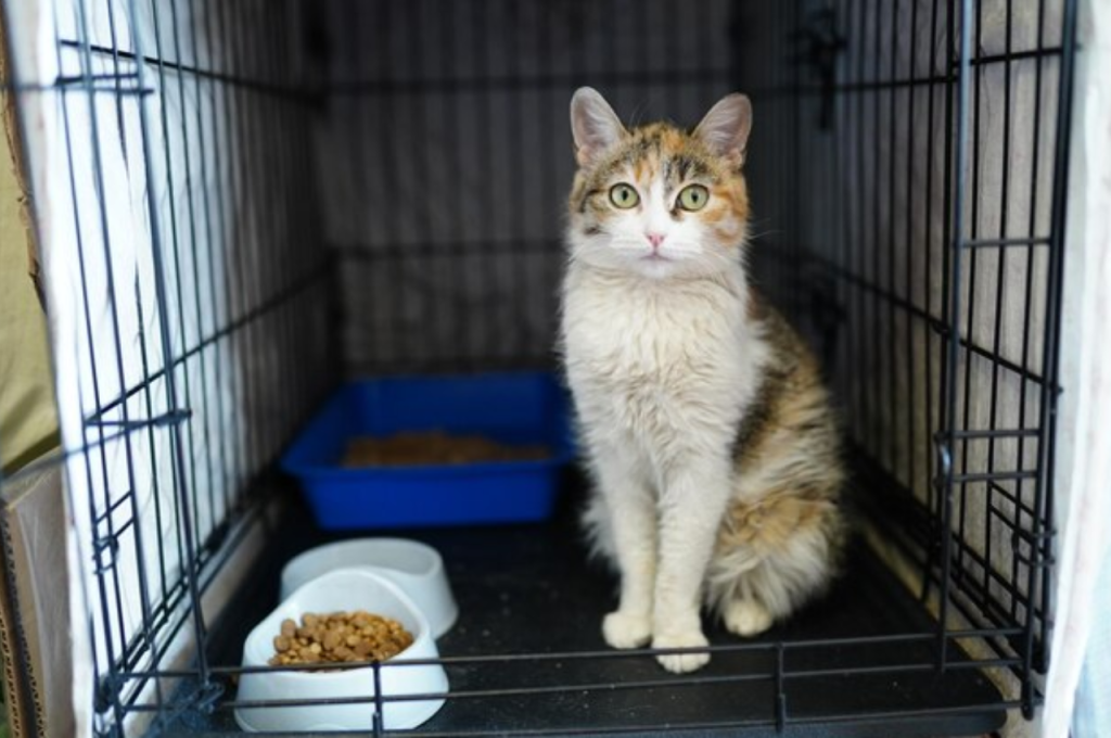 how to keep a cat calm in a cage