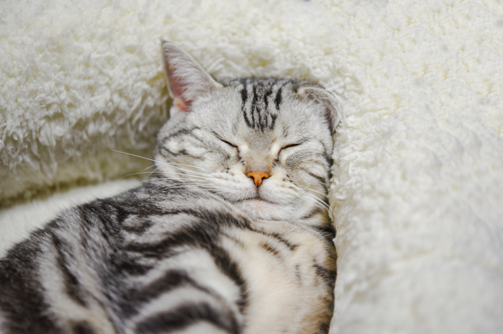 What can I give my cat to sleep at night