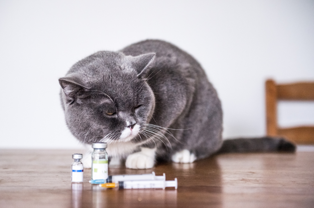 Signs of an unhealthy cat