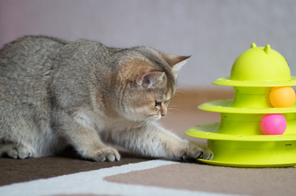 Cat care tips for beginners