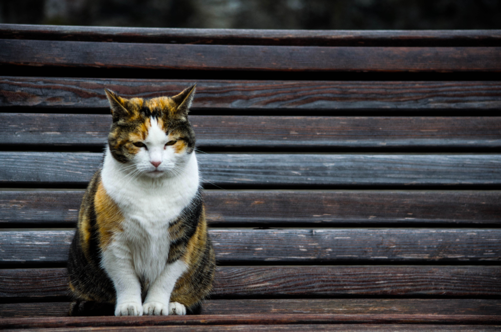 Older cat health problems
