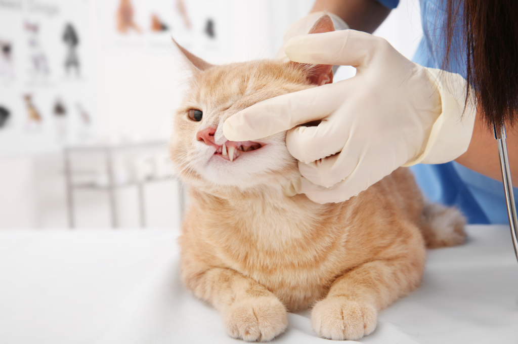 What happens if a cat never goes to the vet?