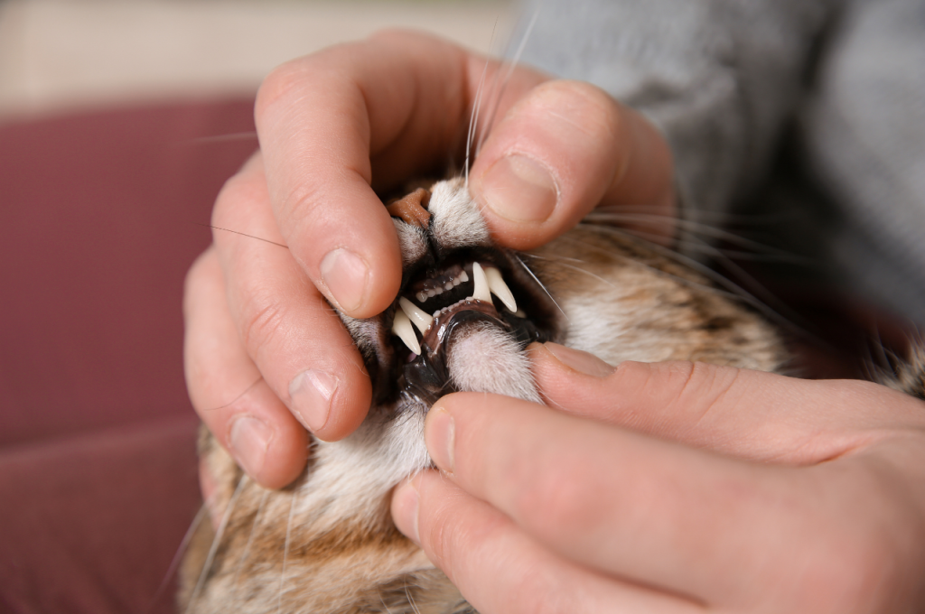 How to check if a cat is healthy?