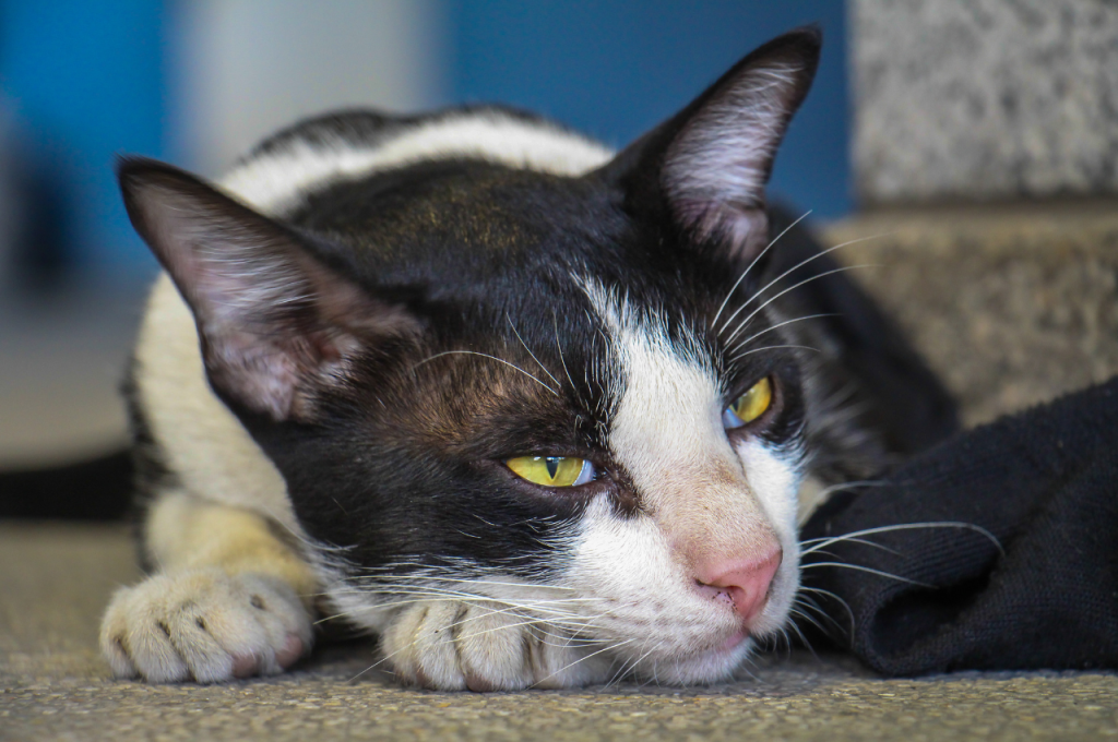 How do you calm an annoying cat?