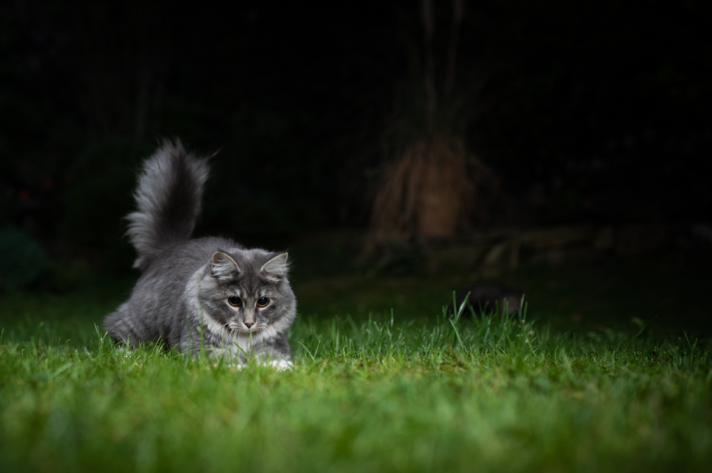 why does my cat get aggressive at night