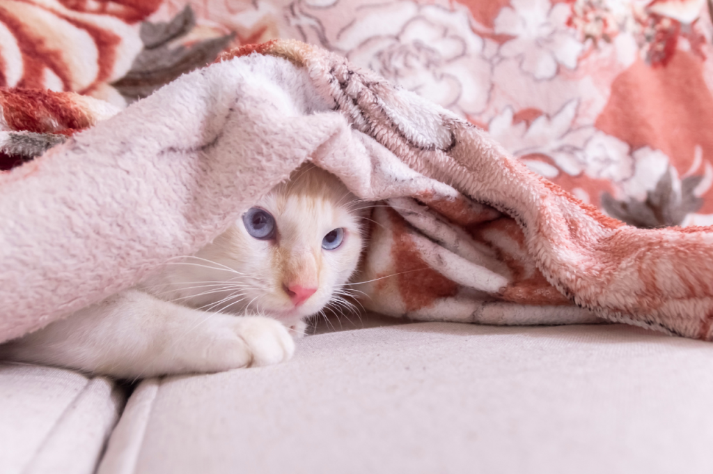 anxious cat behaviour