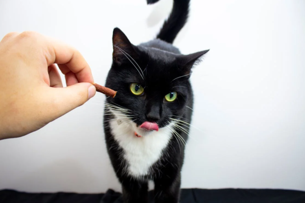 How to make a cat sleep with you
