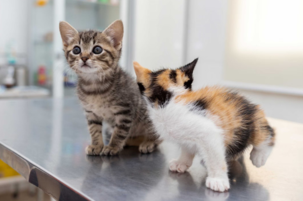 How to calm a hyperactive kitten?