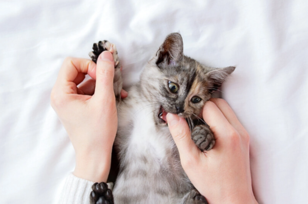 Why is my kitten so hyper and biting?