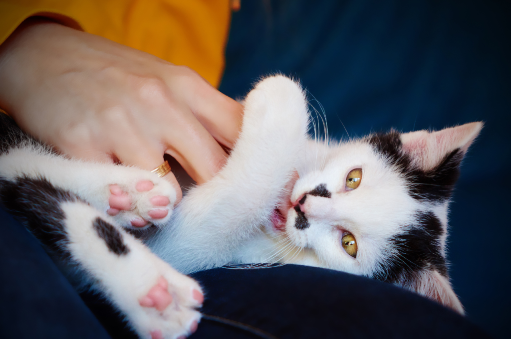 How to punish a kitten for biting?