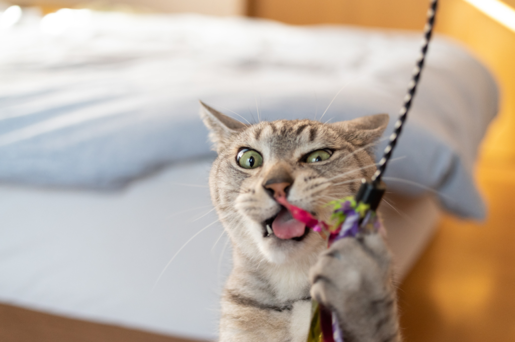 How do you discipline a hyper kitten?