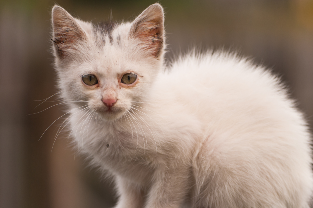 What is a common disease in cats?