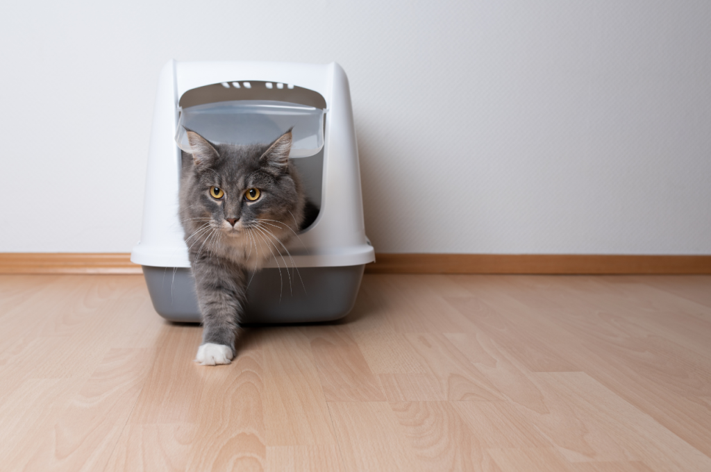 How to tell if a cat is suffering?
