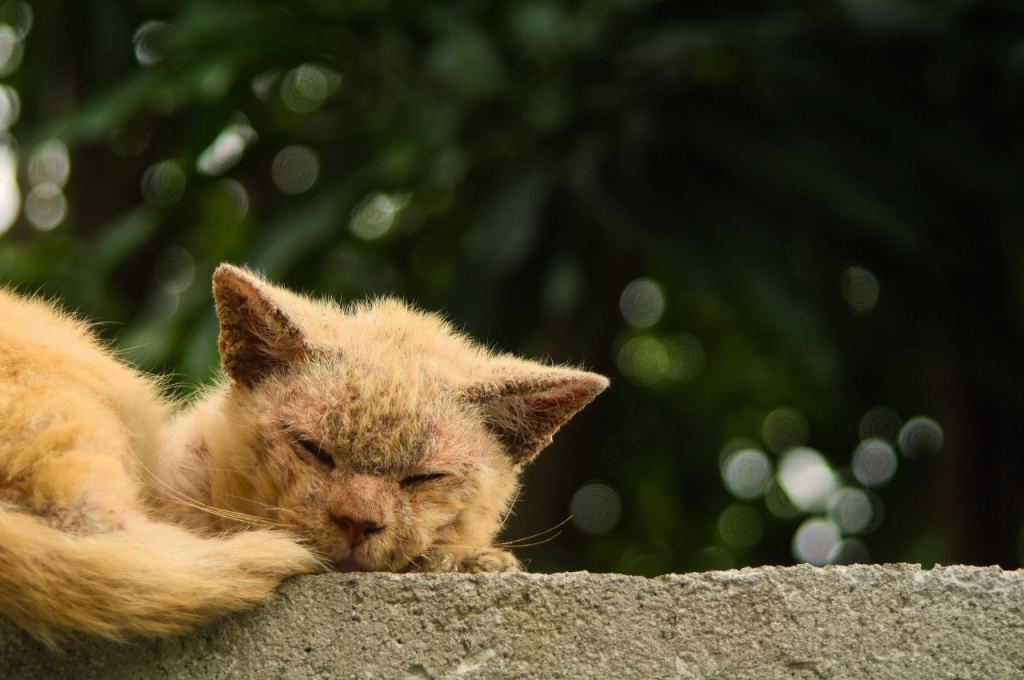 What is the deadliest disease for cats?