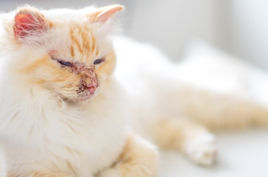 What is the most common cause of death in cats?