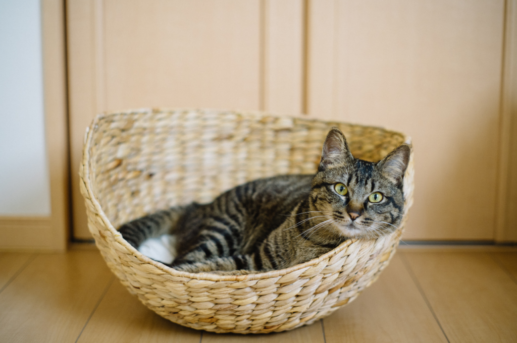 What type of bedding is best for cats?